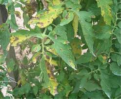 Image result for Septoria leaf spot of tomato