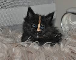 The maine coon cat evolved through nature's own breeding program developing characteristics by following a survival of the fittest evolution. Cipher Extra Large Maine Coon Kittens For Sale Missouri Maine Coon Kittens For Sale European Maine Coon Breeder Near Me Buy Huge Maine Coon Cat Giant Maine Coon
