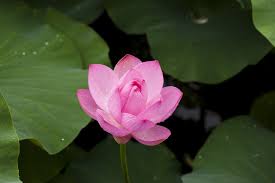 Tunjung (kamus besar bahasa indonesia). Tanam Menanam Bunga Lotus Di Rumah Untuk Ketenangan