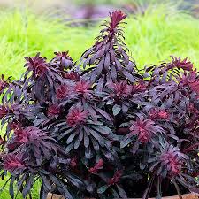 Image result for Euphorbia williamsonii