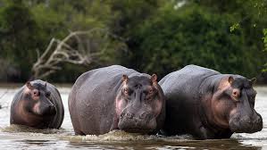 L Hippopotame Un Herbivore Etonnamment Dangereux La Nature Selon Boucar