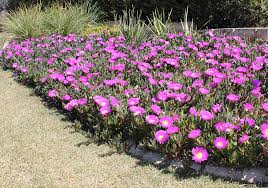 The blooms appear atop leafless stems rising from the grasslike foliage. Tough Ground Cover Plants