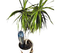 Entdecke jetzt innovative lösungen für perfekt bewässerte rasenflächen, hecken, beete und pflanzen! Automatischer Solar Tropfer Solar Dripper