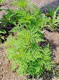 Notably, common ragweed isn't always short (its size depends on growing conditions), but it can't match giant ragweed in stature. Short Ragweed Allergy Info Stallergenes Greer