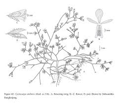 Image result for Cyclocarpa