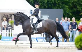 The queen of dressage, isabell werth, shows us why she is on the top of the dressage sport for so long! Isabell Werth And Weihegold Old V Don Schufro About 80 Percent Of The Dm In Balve Photo Holger Schupp Www Balve Op Dressur Dressurpferde Pferd Und Reiter