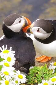 10 Incredible Photos Of Iceland For Travel Inspiration Beautiful Birds Puffins Bird Animals Beautiful