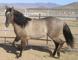 Building A Round Pen Or Arena Make Your Own Round Pen