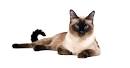 Are Siamese Cats Hypoallergenic? - Allergy to Cats