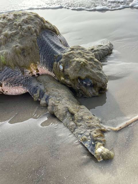 Rare sea turtle rescue unfolds on the Texas coast