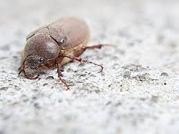 There is more to shell though. How To Get Rid Of June Bugs