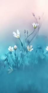 Trendy Flowers White Garden Inspiration 59 Ideas Blue Wallpaper Iphone Flower Wallpaper Flower Pictures