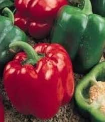 See more of yolo entertainment card on facebook. Yolo Wonder Chilisamen Bestellen Chili Shop24 De