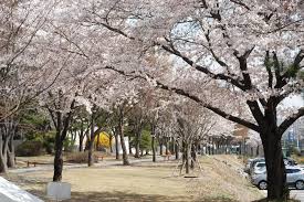 Hasil gambar untuk bunga sakura seoul