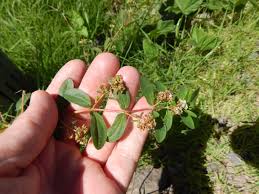 Image result for Euphorbia hypericifolia