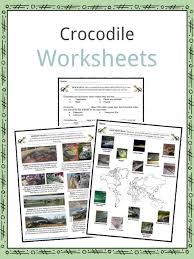 How to play the fun group game for kids, please mr crocodile. Crocodile Facts Worksheets Species Habitat Information For Kids