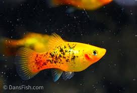 Image result for Platycaulos