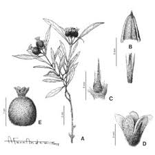 Image result for Coptosperma rhodesiacum