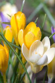 Pin On Crocus Flowers