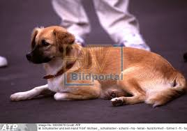 Han er en utrolig kærlig, tillidsfuld hund, som er nem at træne og holde af. Details Zu 0700000670 M Schumacher Und Sein Hund Floh Michael Schum Djv Bildportal