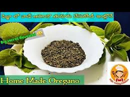 What Is Oregano Oregano అ ట ఏమ ట Oregano How To Make Oregano At Home Oregano In Telugu Youtube