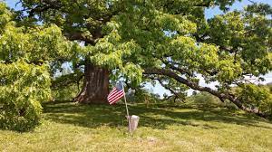 White Oak