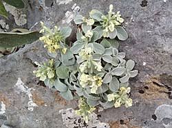 Image result for Stachys pseudonigricans