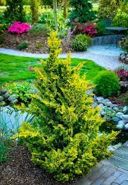 Fernspray Gold Hinoki Cypress Hinoki Cypress Ornamental Trees Japanese Plants