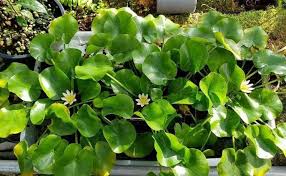 Image result for Nymphaea divaricata