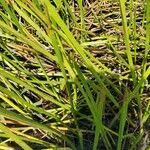 Image result for Eleocharis acutangula