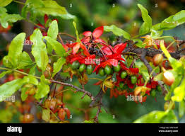 Image result for Ochna kirkii