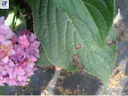 Image result for Cercospora hydrangea