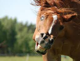 New Treatment For Headshaking In Horses Horse Journals