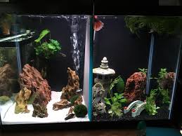 Divided betta fish tank meet my 3 new bettas. If Anyone Remembers The Split 6 7 Gallon Betta Tank I Had Posted Here Is It Now I Swear I Went To Sleep Woke Up And It Turned Into A 20 Gallon Tall