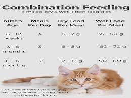 How Much Wet Food To Feed A Kitten Food What Age Do