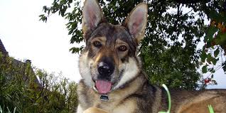 Entre chien et loup — or quite literally, between dog and wolf — is a french expression used to describe the time between night and day where a dog is indistinguishable from a wolf. Chien Loup Tchecoslovaque Caractere Origine Et Sante Race De Chien