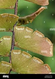 Image result for Adiantum incisum