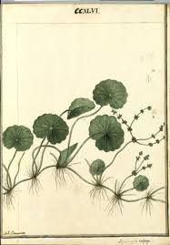 Image result for Hydrocotyle bonariensis