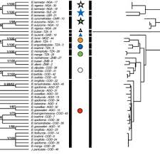 Image result for Brachystegia torrei