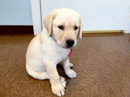 I have a female mixed lab/german shepherd that's a beautiful white color & the sweetest, most gentle dog ever! 7 1 2 Week Old White English Labrador Female Carli Sold Youtube