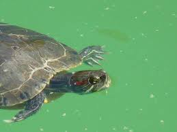 Tortuga (Parc Samà)