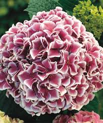 Flowers that bloom in june zone 5. Raspberry Parfait Hydrangea Grows To 6 To 8 H Bloom Time June To August Perennial White Flowering Shrubs Planting Hydrangeas Strawberry Hydrangea