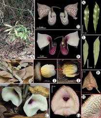 Image result for Aristolochiaceae