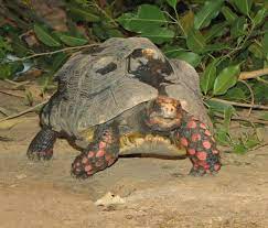 Tort Ally Cool Facts About Red Footed Tortoises Aquarium Fact Sheet Berkshire Museum