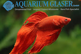 See more ideas about betta, betta fish, fish pet. Betta Splendens Veiltail Aquarium Glaser Gmbh