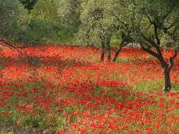 Http Blisstravelsnews Files Wordpress Com 2013 05 Poppies Olive Trees Jpg Nature Photography Poppies Beautiful Oil Paintings