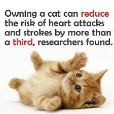 Cat Facts 33 Things About Cats You Didn T Know Cat Facts Cats Facts