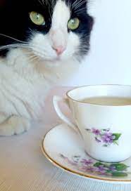 Catnip Tea For Cats Catnip Cats Love Pet