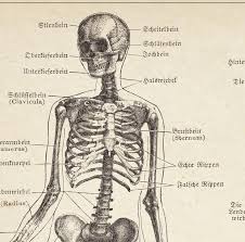 This diagram depicts human bone anatomy. Human Skeleton Vintage Anatomy Chart Kuriosis Vintage Prints