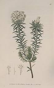 Image result for Gnidia inconspicua